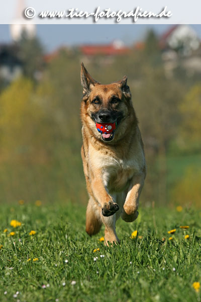Deutscher Schferhund
