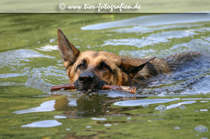 Deutscher Schferhund beim Schwimmen