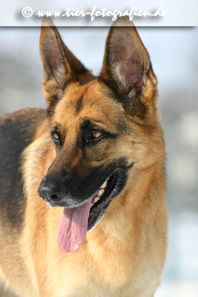 Deutsche Schäferhündin im Schnee, Portrait
