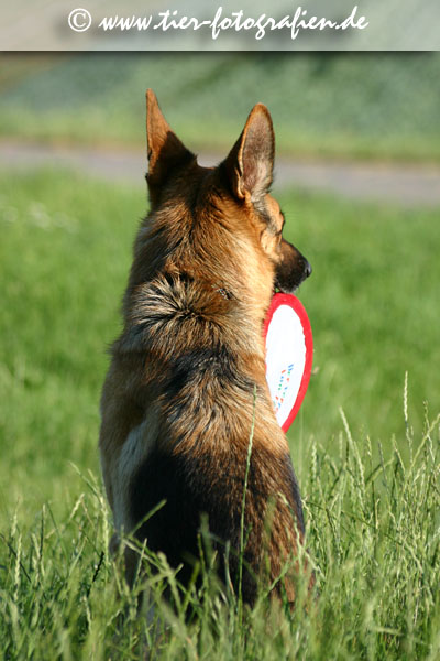 Deutscher Schferhund