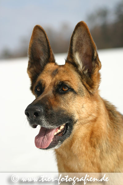 Deutsche Schäferhündin im Schnee, Portrait
