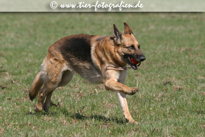 Deutscher Schferhund