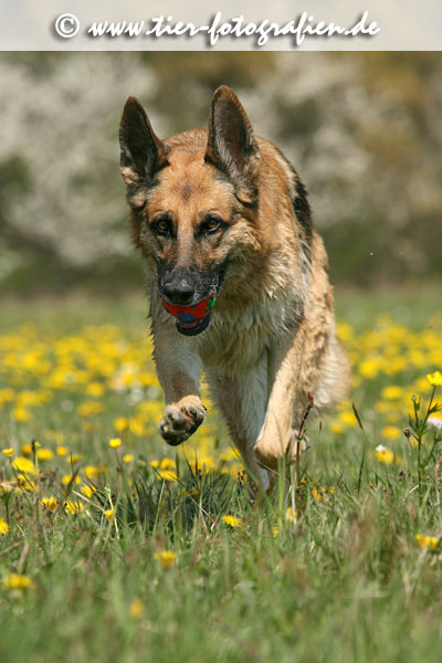 Deutscher Schferhund