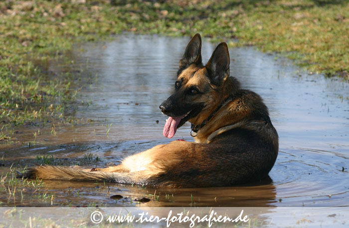 Deutscher Schferhund badet in einer Pftze
