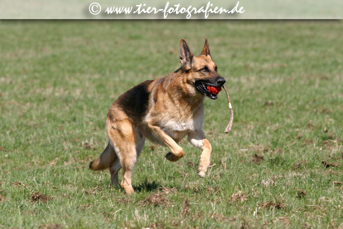 Deutscher Schferhund