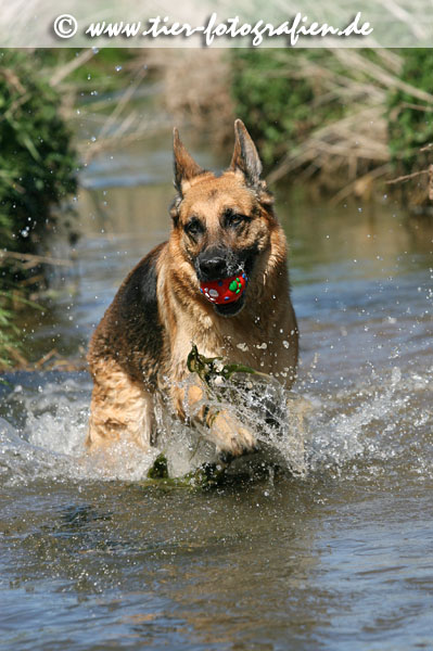 Deutscher Schferhund
