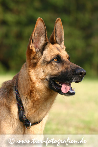 Deutscher Schäferhund im Profil