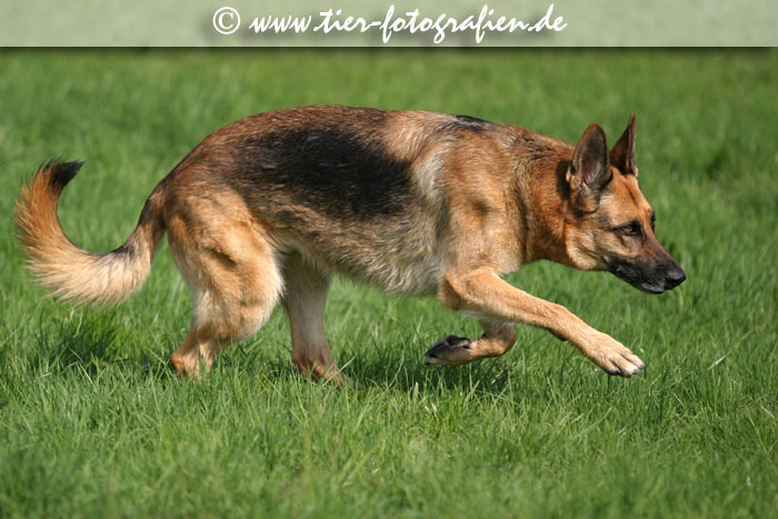 Deutscher Schferhund