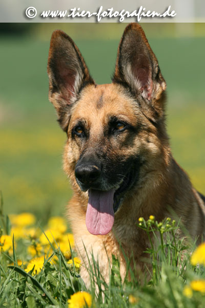 Deutscher Schferhund Portrait