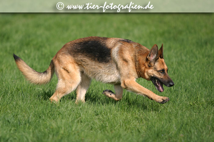 Deutscher Schferhund