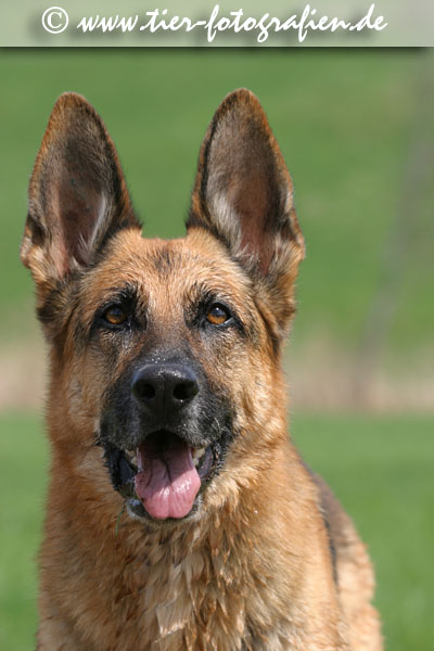 Deutscher Schferhund