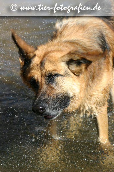 Deutscher Schferhund schttelt sich