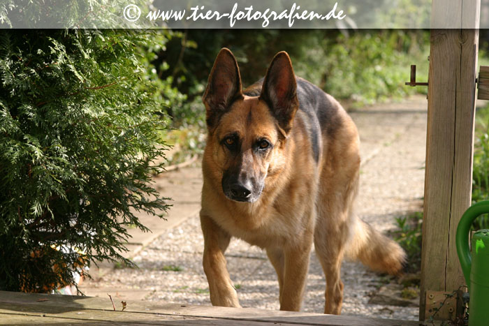 Deutscher Schferhund