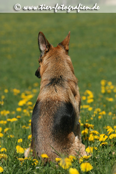 Deutscher Schferhund