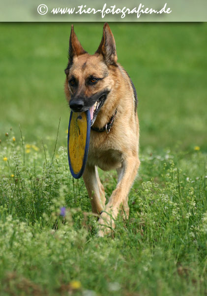 Deutscher Schäferhund mit Frisbee