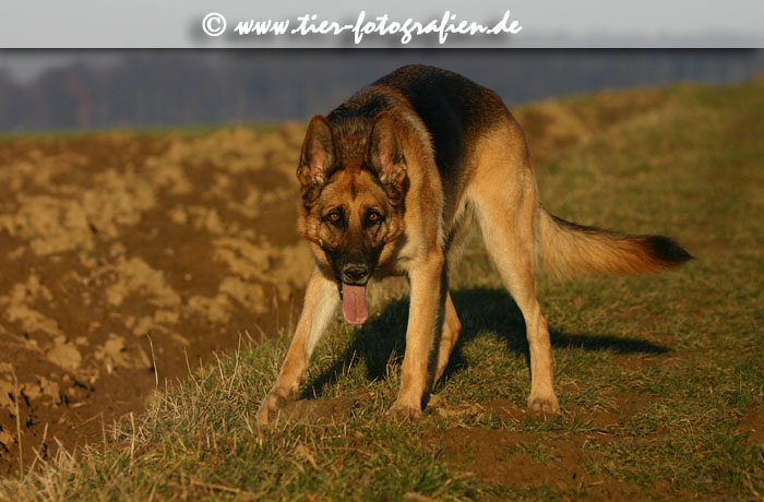 Deutscher Schferhund