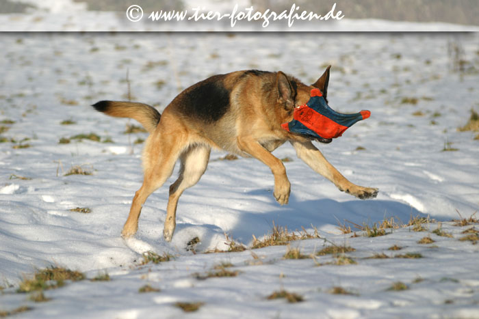 Deutscher Schferhund