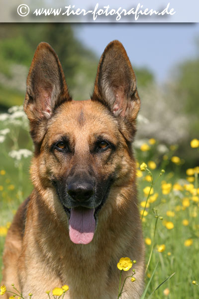 Deutscher Schferhund