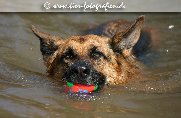 Deutscher Schferhund beim Schwimmen