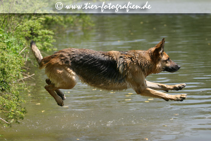 Deutscher Schferhund beim Schwimmen