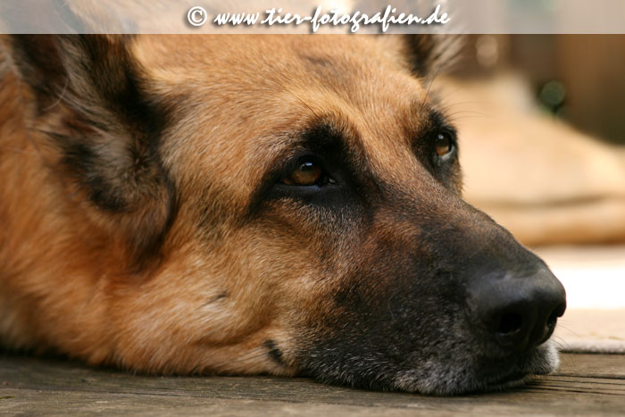 Deutscher Schferhund