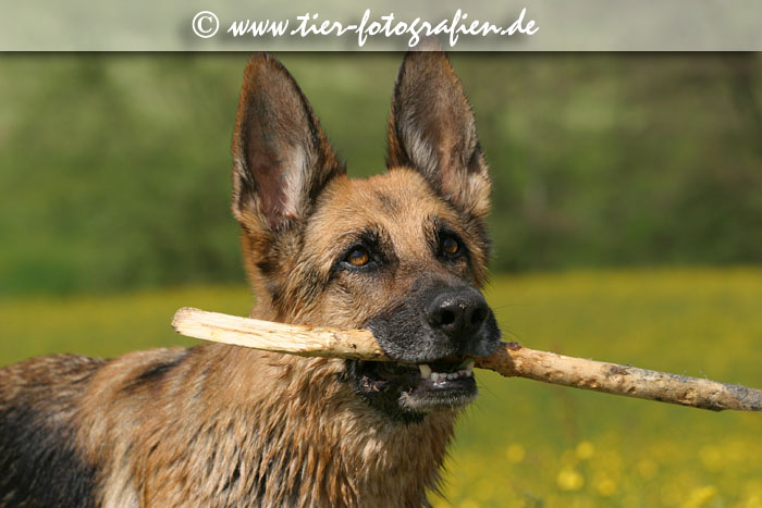 Deutscher Schferhund