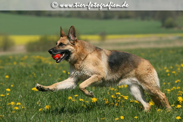 Deutscher Schferhund