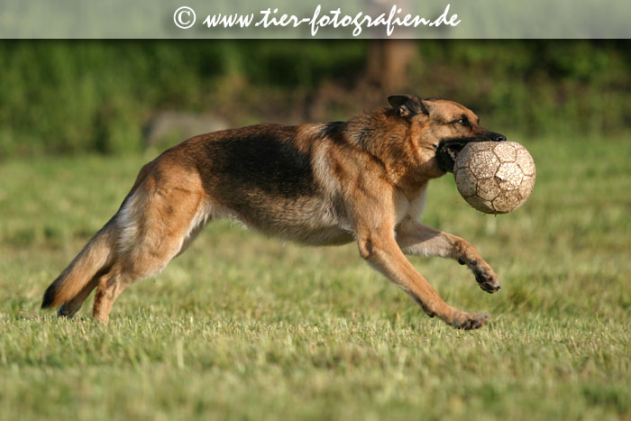 Deutscher Schferhund