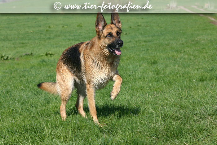 Deutscher Schferhund