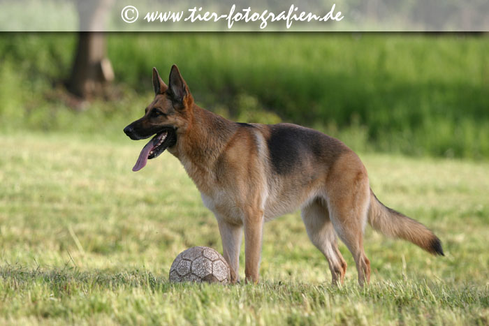 Deutscher Schferhund