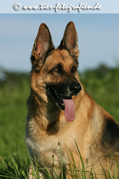 Deutsche Schäferhündin Portrait