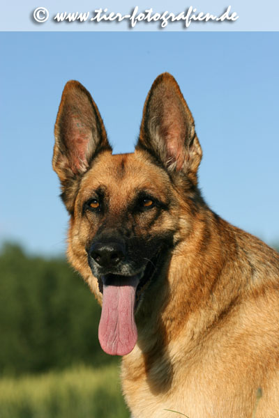 Deutsche Schferhndin Portrait