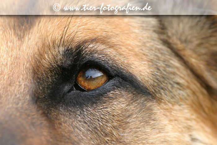 Deutscher Schferhund