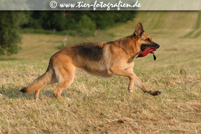 Deutscher Schferhund