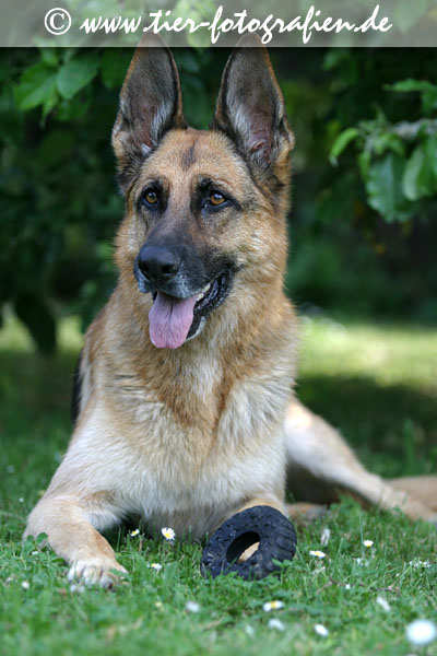 Deutscher Schferhund