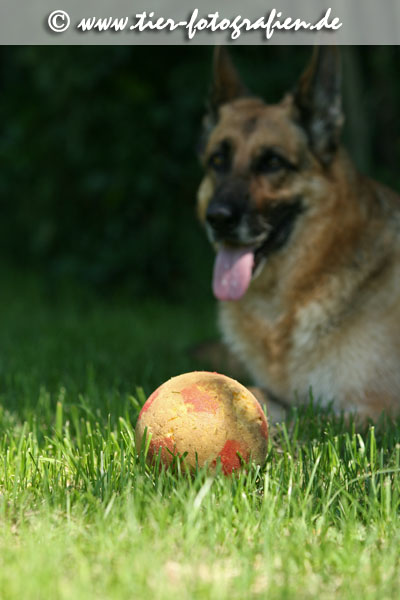 Deutscher Schferhund