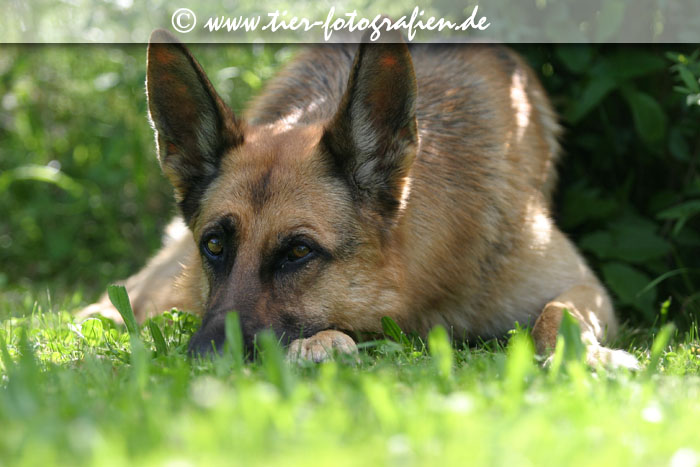 Deutscher Schferhund