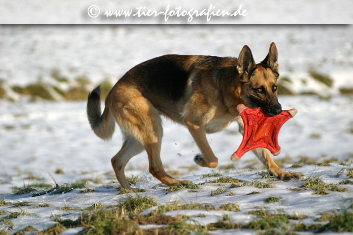 Deutscher Schferhund