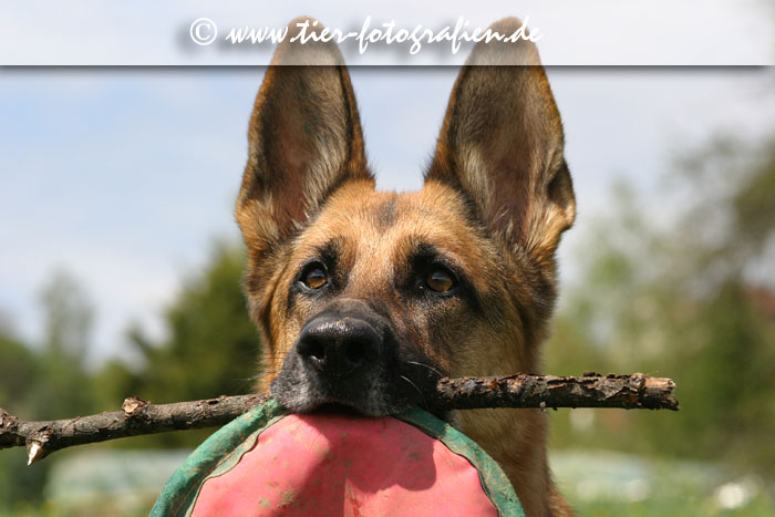 Deutscher Schferhund Portrait