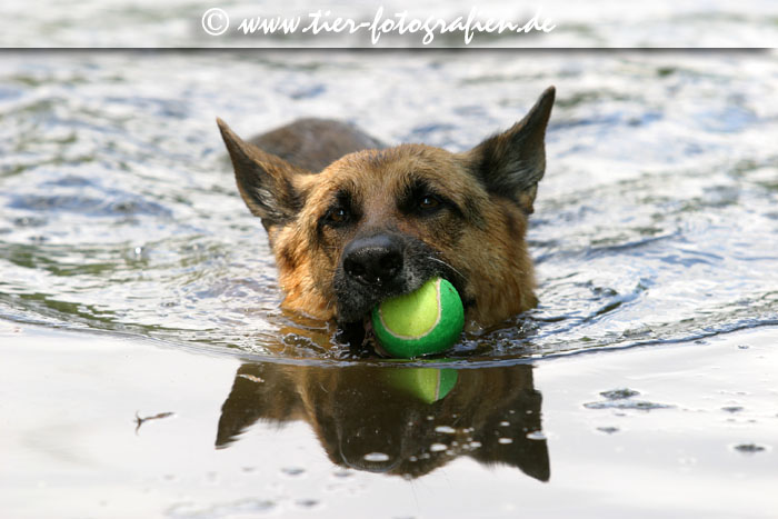 Deutscher Schferhund