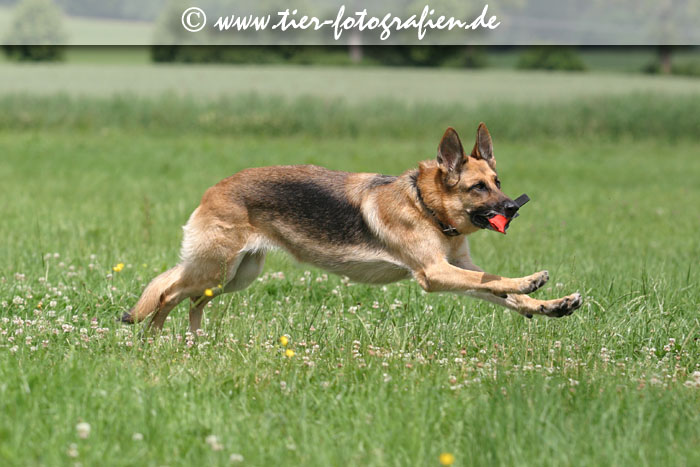 Deutscher Schferhund