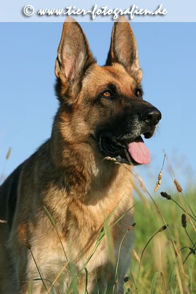 Deutscher Schferhund