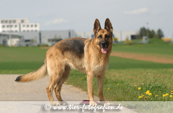 Deutscher Schferhund