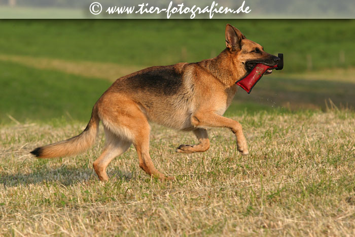 Deutscher Schferhund