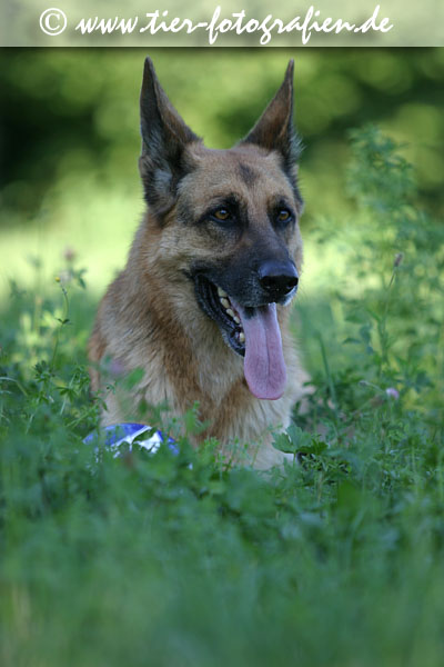Deutscher Schferhund