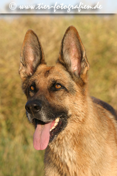 Deutscher Schferhund