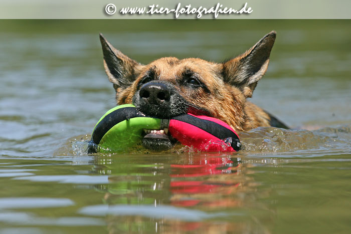 Deutscher Schferhund im Wasser