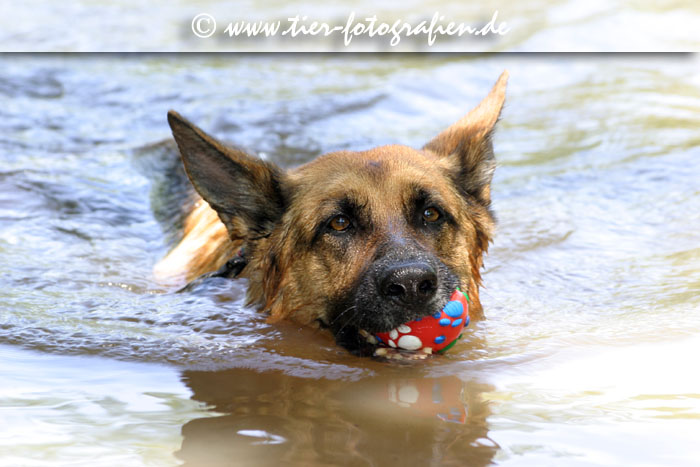 Deutscher Schferhund beim Schwimmen