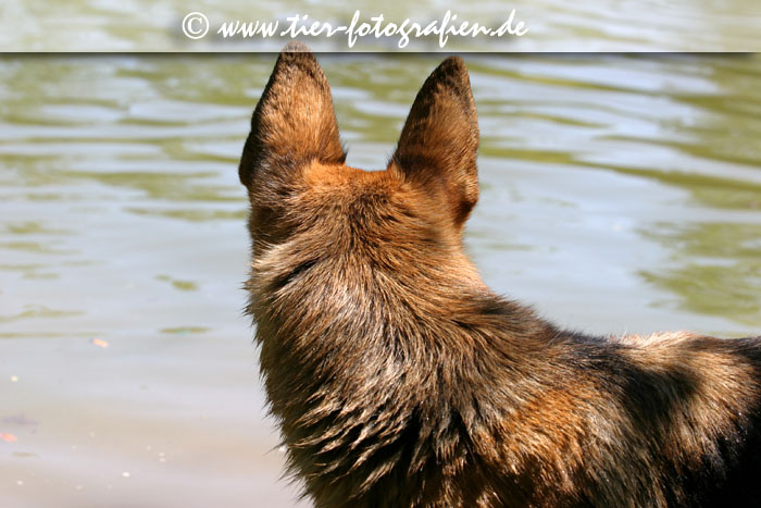 Deutscher Schferhund