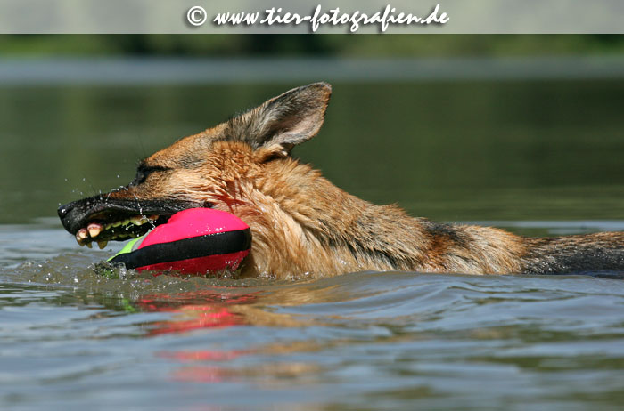 Deutsche Schferhndin beim Schwimmen